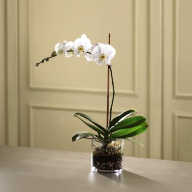 Orquídeas