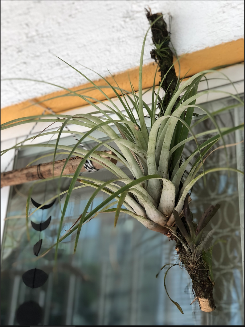 Plantas Aéreas: Belleza y Elegancia Suspendidas en el Aire