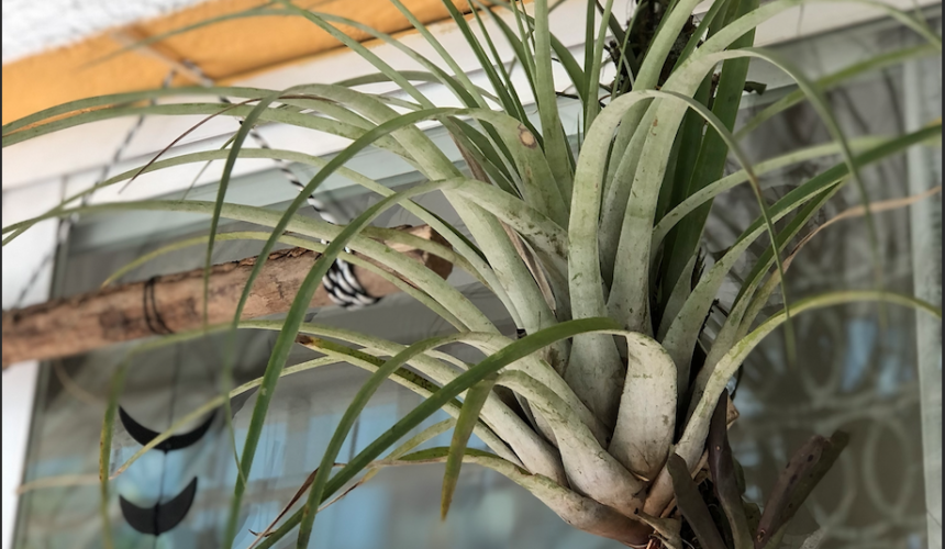 Plantas Aéreas: Belleza y Elegancia Suspendidas en el Aire