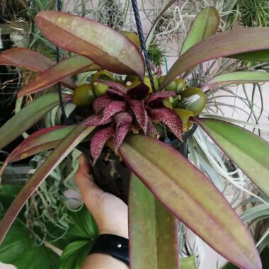 Bulbophyllum phalaenopsis × Bulbophyllum cruentum