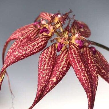 Bulbophyllum rothschildianum
