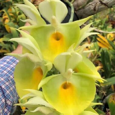 Catasetum pileatum ‘Oro Verde’