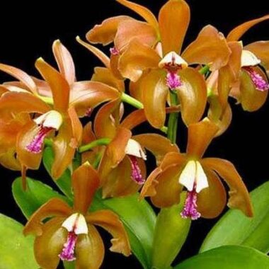 Cattlianthe Magic Bell ‘New Trick’