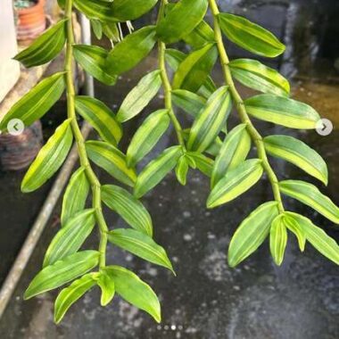 Dendrobium anosmum variegated