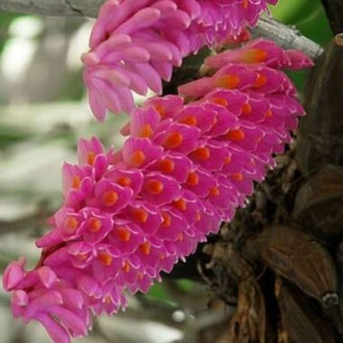 Dendrobium secundum