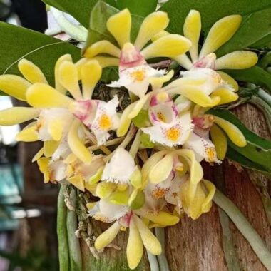Gastrochilus obliquus