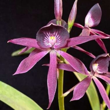 Guaricyclia Black Comet ‘Indigo Blue’