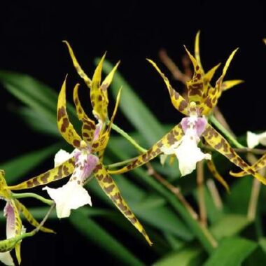 Miltassia Golden Spider ‘Copius’