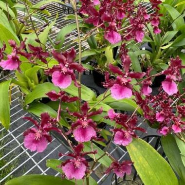 Oncidium Sharry Baby ‘Red Fantasy’