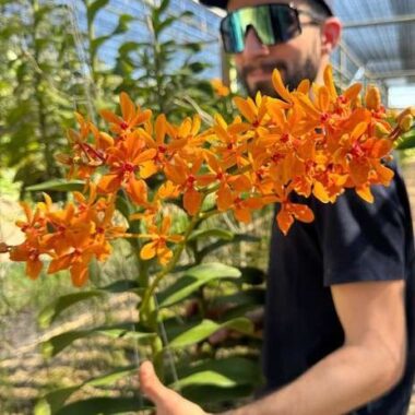 Renanthera Suwannaphum Tangerine