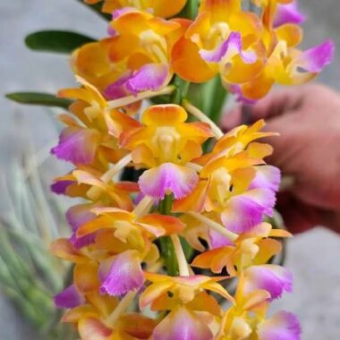 Rhynchorides Springtime ‘Jairak’