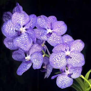 Vanda coerulea KOK-418
