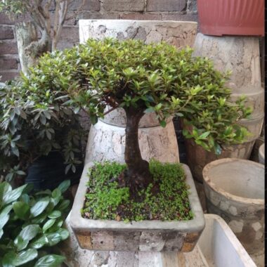 Bonsái Azalea de 10 años · 42 cm