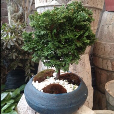 Bonsái Ciprés hinoki de 7 años · 36 cm
