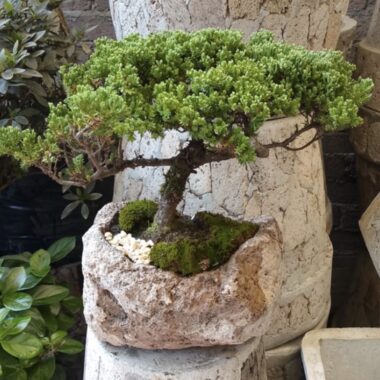 Bonsái Junípero de montaña de 6 años · 34 cm