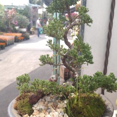 Bonsái junípero de montaña de 8 años, 35 cm de alto y 27 cm de ancho