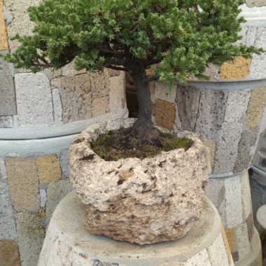 Junípero procumbens de unos 7 años, copa compacta y maceta de piedra de textura rugosa.