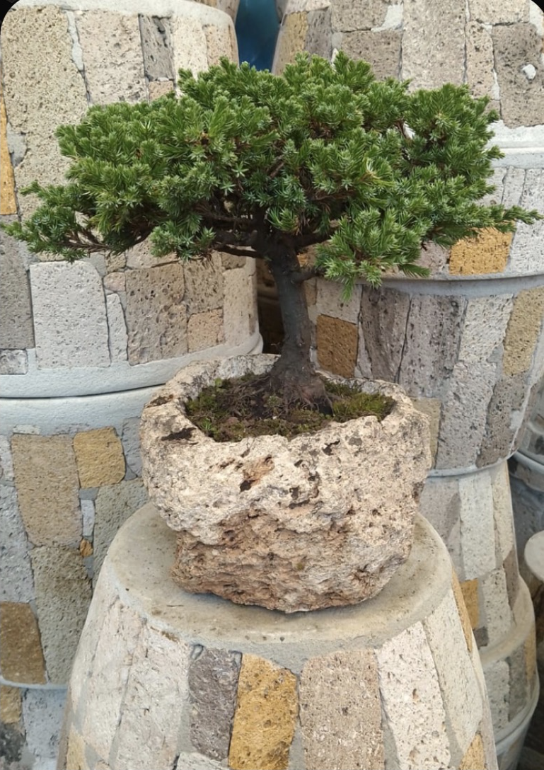 Junípero Procumbens 7 Años — Maceta de Piedra Junípero procumbens de unos 7 años, copa compacta y maceta de piedra de textura rugosa.